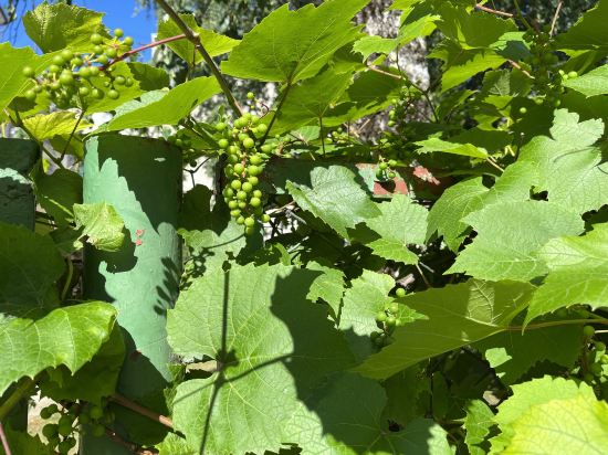 古騰堡酒店優惠