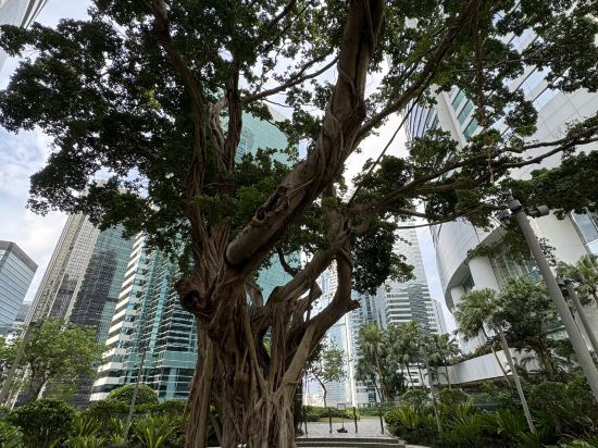香港港麗酒店優惠
