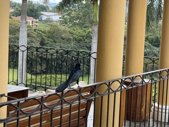 哥斯達黎加貝倫牧場萬豪酒店優惠