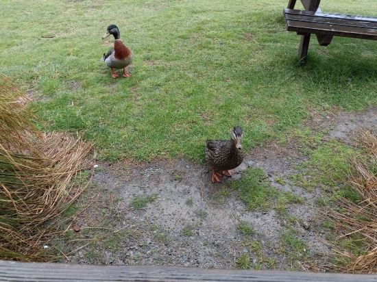 特卡波湖汽車旅館和假日公園優惠