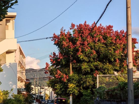 鳳凰公園飯店優惠