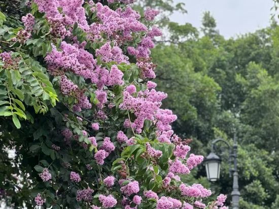 廈門海悅山莊飯店優惠