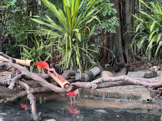 長隆酒店（廣州長隆野生動物世界店）優惠