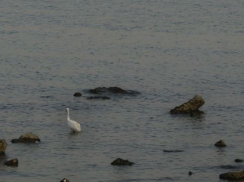 鉑瑞斯行政公寓（深圳海岸城南油服裝城店）優惠