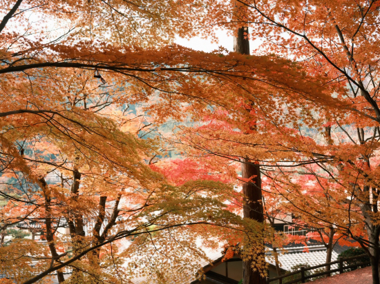 下呂溫泉 湯之島館優惠