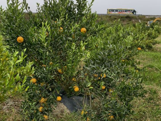 江門柏麗宜居酒店（柏逸岡州大道店）優惠