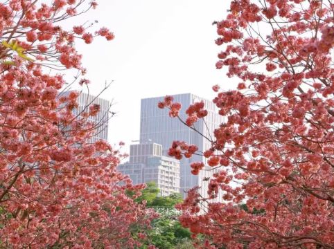 深圳維景酒店優惠