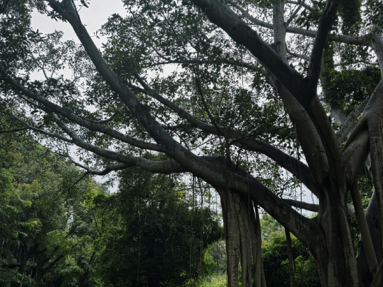 坎達拉馬遺產飯店優惠