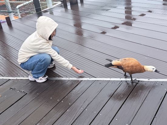 南京紫清湖温泉度假酒店優惠