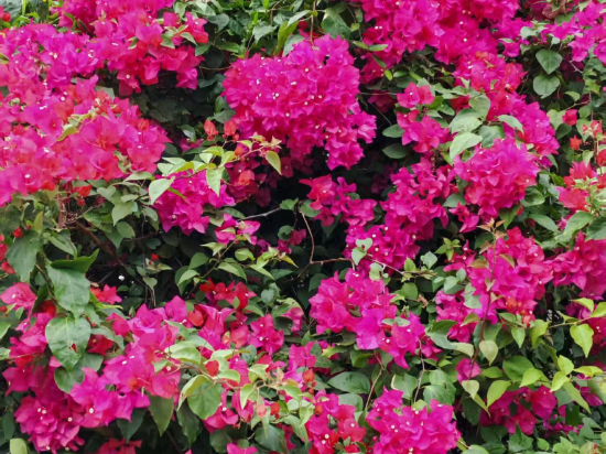 深圳半天雲海岸度假村優惠