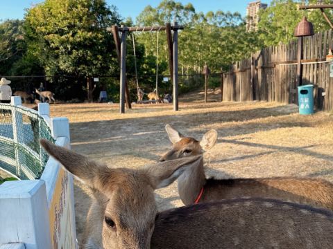 清遠熹樂谷温泉度假酒店優惠