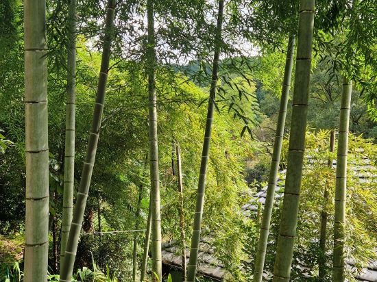 桜とホタルの里　裾野炭酸カルシウム温浴　一の瀬 クーポン