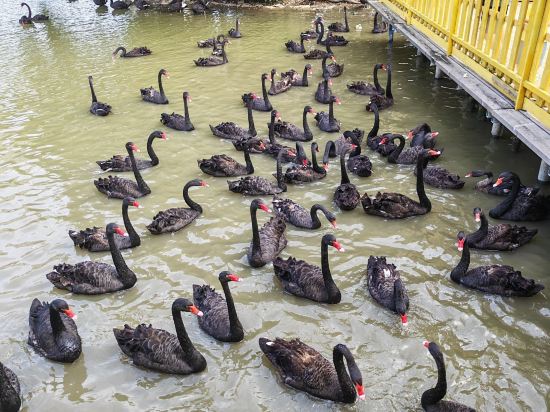 長隆香江酒店（廣州長隆野生動物世界店）優惠