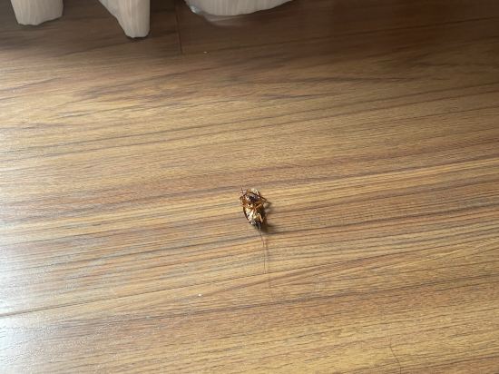 台東綺麗渡假村優惠