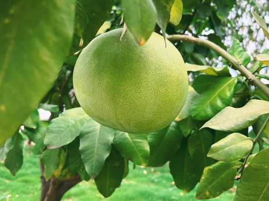 邛崍竹上花楸民宿優惠