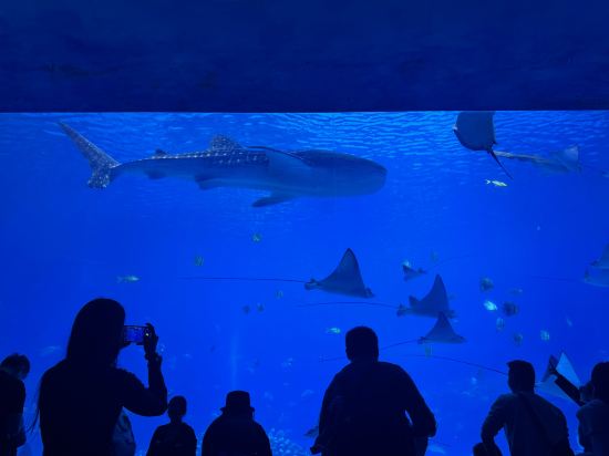 長隆橫琴灣酒店（珠海長隆旗艦店）優惠