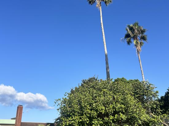 アレーズド・バレ　ＳＨＩＲＡＨＡＭＡ クーポン