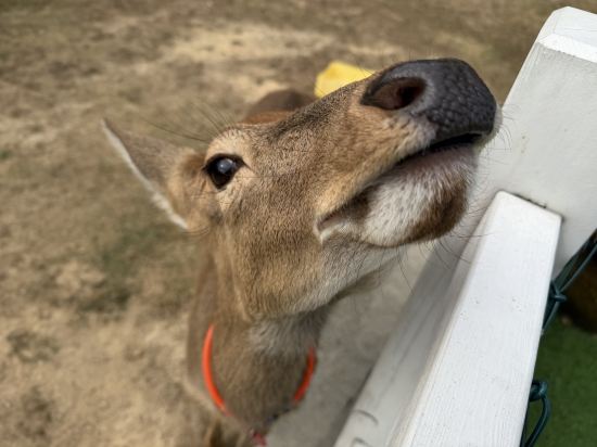清遠熹樂谷温泉度假酒店優惠