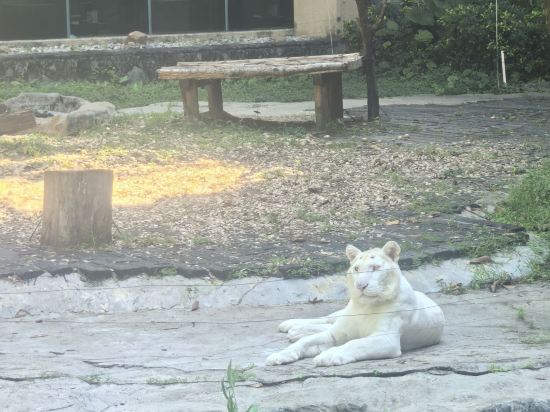 長隆酒店（廣州長隆野生動物世界店）優惠