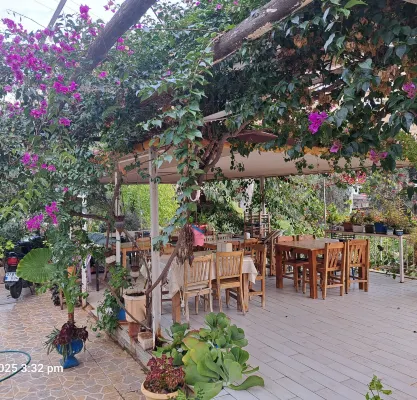 يوكاليبتس بينشن Photos