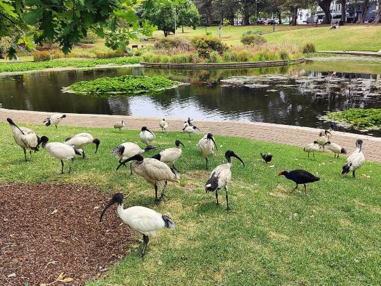 雪梨美居飯店優惠