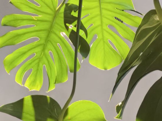 仙居宇傑君瀾大飯店優惠