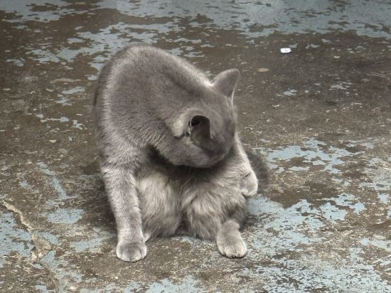 大理雙廊半島了了族親水客棧優惠