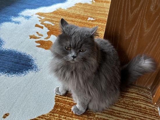 普陀山開元觀堂優惠