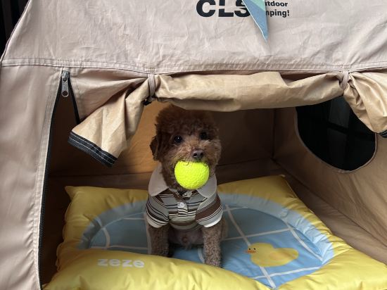 洲至奢選香港WM飯店優惠