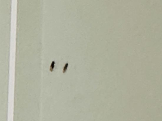 APX酒店公寓-達令港優惠