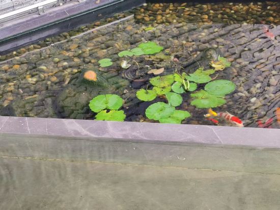美淶飯店（深圳北站龍觀大道店）優惠