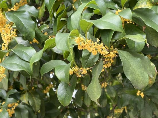 杭州蕭山國際機場柏納飯店優惠