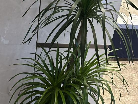 武漢CBD楚世家麗呈華廷酒店優惠