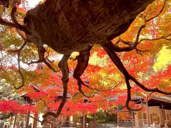 杭州西湖武林廣場蘭歐國際飯店優惠