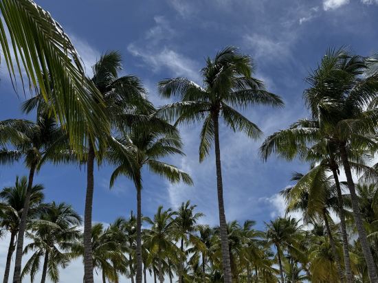 薄荷海灘俱樂部飯店優惠