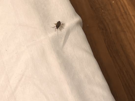 寅ホテル　六義園 クーポン