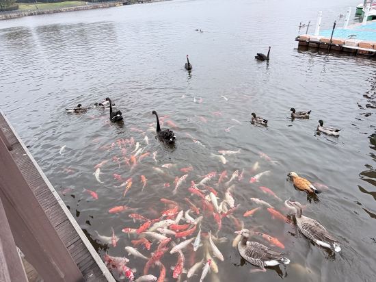 南京紫清湖温泉度假酒店優惠