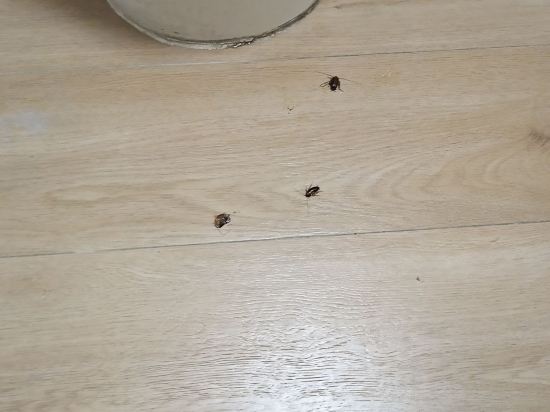 鉑爾登酒店國際店（南山深圳灣店）優惠