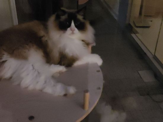 棲夢民宿（上海新月店）優惠