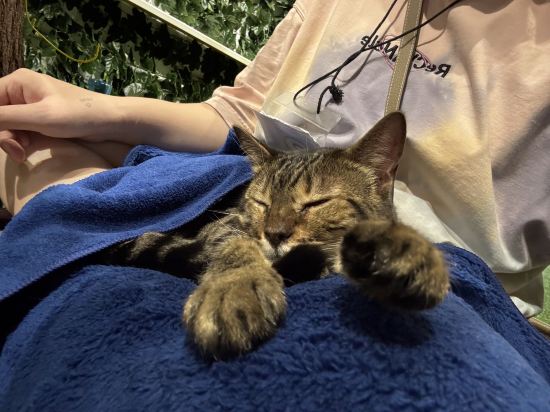 東急stay京都阪井座（四條河原町）優惠