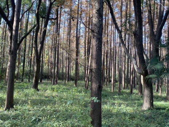 上海西郊賓館優惠