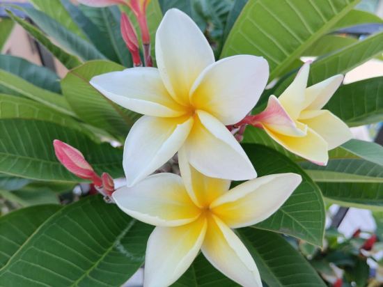 艾斯瑞酒店 （SHA Certified）優惠