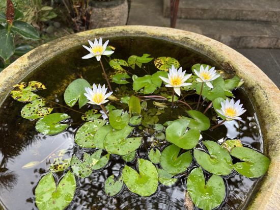 塞嘉拉阿貢飯店優惠