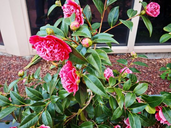 貝斯特韋斯特機場汽車旅館及會議中心優惠