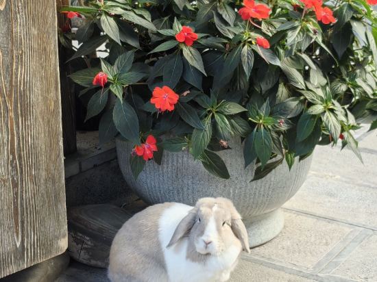 麗江一夕一夏民宿優惠