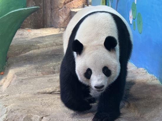 長隆酒店（廣州長隆野生動物世界店）優惠