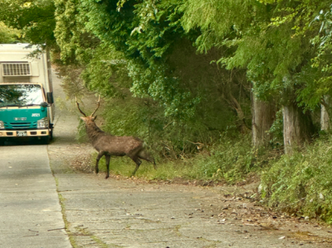 Rakuten STAY VILLA 箱根仙石原 クーポン