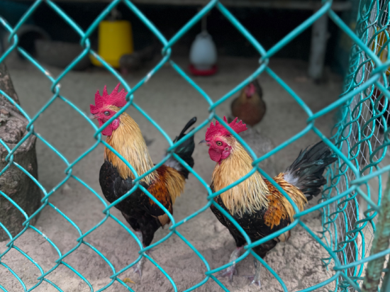 金蘭瑟勒頓諾亞度假村優惠