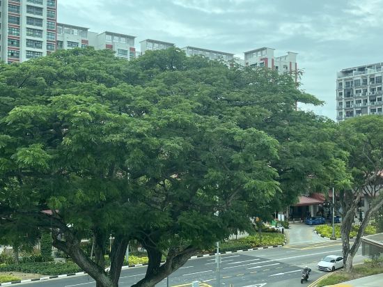 新加坡81酒店-鑫星 （Staycation Approved）優惠