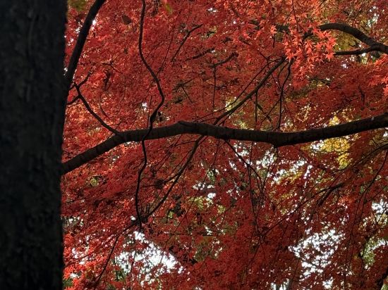 蘇州古運河英迪格酒店優惠